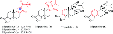Graphical abstract: Bioactive 18(4 → 3)-abeo-abietanoid derivatives from the leaves of Tripterygium wilfordii