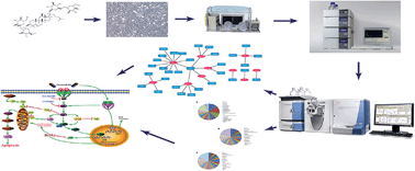 Graphical abstract: Ginsenoside Rb1 prevents hypoxia-reoxygenation-induced apoptosis in H9c2 cardiomyocytes via an estrogen receptor-dependent crosstalk among the Akt, JNK, and ERK 1/2 pathways using a label-free quantitative proteomics analysis