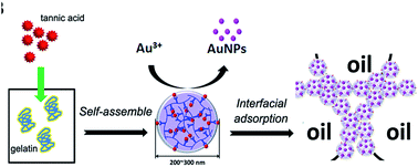 Graphical abstract: Polyphenol–gelatin nanoparticles as reductant and stabilizer for one-step synthesis of gold nanoparticles and their interfacial behavior