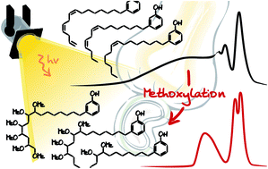 Graphical abstract: Photoageing of cardanol: characterization, circumvention by side chain methoxylation and application for photocrosslinkable polymers