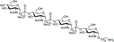 Graphical abstract: Synthesis of a tetrasaccharide and its glycoconjugate corresponding to the capsular polysaccharide of Neisseria meningitidis serogroup X and its immunochemical studies