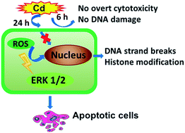 Graphical abstract: Cadmium induced apoptosis in mouse primary hepatocytes: the role of oxidative stress-mediated ERK pathway activation and the involvement of histone H3 phosphorylation