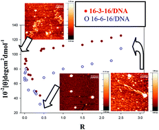 Graphical abstract: DNA conformational changes induced by cationic gemini surfactants: the key to switching DNA compact structures into elongated forms