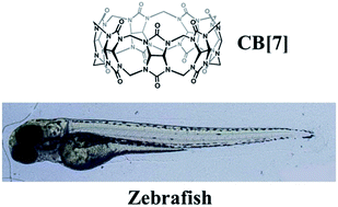 Graphical abstract: Developmental and organ-specific toxicity of cucurbit[7]uril: in vivo study on zebrafish models
