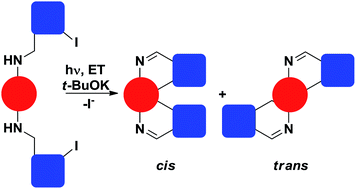 Graphical abstract: Iterative double cyclization reaction by SRN1 mechanism. A theoretical interpretation of the regiochemical outcome of diazaheterocycles