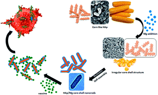 Graphical abstract: Core–shell hydroxyapatite/Mg nanostructures: surfactant free facile synthesis, characterization and their in vitro cell viability studies against leukaemia cancer cells (K562)