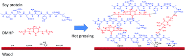 Graphical abstract: A new soybean meal-based bioadhesive enhanced with 5,5-dimethyl hydantoin polyepoxide for the improved water resistance of plywood