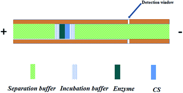 Graphical abstract: Analysis of chondroitin sulfate from different sources of cartilage by electrophoretically mediated microanalysis