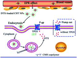 Graphical abstract: Multifunctional hybrid nanoparticles based on sodium carboxymethylcellulose-graft-histidine and TPGS for enhanced effect of docetaxel