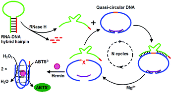 Graphical abstract: Label-free and amplified colorimetric assay of ribonuclease H activity and inhibition based on a novel enzyme-responsive DNAzyme cascade