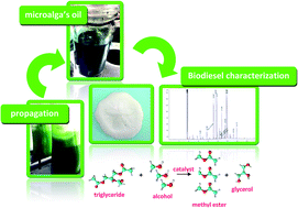 Graphical abstract: Biodiesel synthesis from photoautotrophic cultivated oleoginous microalgae using a sand dollar catalyst