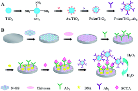 Graphical abstract: A sensitive electrochemical immunosensor for the detection of squamous cell carcinoma antigen by using PtAu nanoparticles loaded on TiO2 colloidal spheres as labels