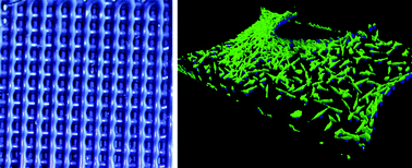 Graphical abstract: A bio-friendly, green route to processable, biocompatible graphene/polymer composites