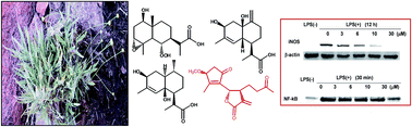 Graphical abstract: Anti-inflammatory sesquiterpenes from the medicinal herb Tanacetum sinaicum