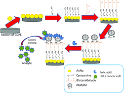 Graphical abstract: An electrochemical cytosensor based on a PAMAM modified glassy carbon paste electrode