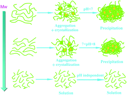 Graphical abstract: Molecular weight dependence of structure and properties of chitosan oligomers