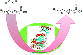 Graphical abstract: Biocatalytic green approach for epoxidation of fatty compounds derived from soyadeodistillate under acid free conditions