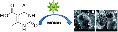 Graphical abstract: Design, synthesis and antimicrobial evaluation of dihydropyrimidone based organic–inorganic nano-hybrids