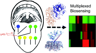 Graphical abstract: Discrimination between lectins with similar specificities by ratiometric profiling of binding to glycosylated surfaces; a chemical ‘tongue’ approach