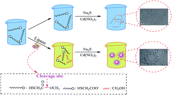 Graphical abstract: A fluorescence nanosensor for lipase activity: enzyme-regulated quantum dots growth in situ