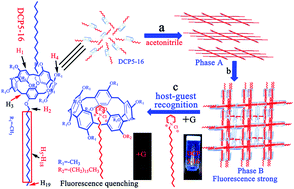 Graphical abstract: Copillar[5]arene-based supramolecular polymer gel: controlling stimuli–response properties through a novel strategy with surfactant