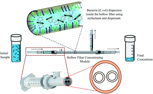 Graphical abstract: Hollow fiber concentrator for water quality monitoring: role of surfactant based elution fluids