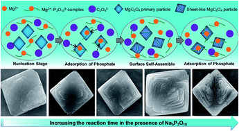 Graphical abstract: Shape evolution of parallelogrammic magnesium oxalate controlled by phosphate species