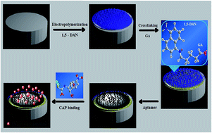 Graphical abstract: Glutaraldehyde sandwiched amino functionalized polymer based aptasensor for the determination and quantification of chloramphenicol