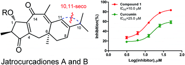 Graphical abstract: Jatrocurcadiones A and B: two novel diterpenoids with an unusual 10,11-seco-premyrsinane skeleton from Jatropha curcas