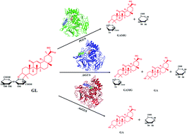 Graphical abstract: Properties and structures of β-glucuronidases with different transformation types of glycyrrhizin