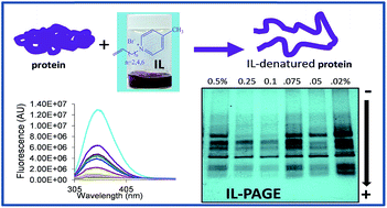 Graphical abstract: Ionic liquids as buffer additives in ionic liquid-polyacrylamide gel electrophoresis separation of mixtures of low and high molecular weight proteins