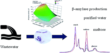 Graphical abstract: β-Amylase production from packaging-industry wastewater using a novel strain Paenibacillus chitinolyticus CKS 1