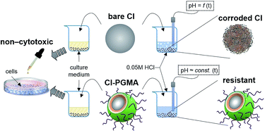 Graphical abstract: The chemical stability and cytotoxicity of carbonyl iron particles grafted with poly(glycidyl methacrylate) and the magnetorheological activity of their suspensions