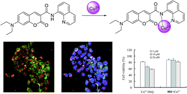 Graphical abstract: Design, synthesis and biological evaluation of a novel Cu2+-selective fluorescence sensor for bio-detection and chelation