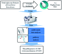Graphical abstract: A urine metabonomics study of chronic renal failure and intervention effects of total aglycone extracts of Scutellaria baicalensis in 5/6 nephrectomy rats