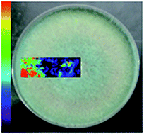 Graphical abstract: Evaluation of imprint DESI-MS substrates for the analysis of fungal metabolites