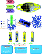 Graphical abstract: De novo synthesis of novel bacteriogenic nanocell particles and its cancer cell compatibility evaluation