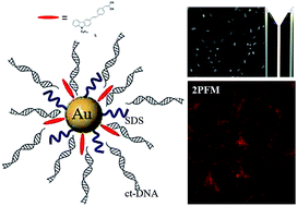 Graphical abstract: Water soluble fluorophore-carbazole–Au–DNA nanohybrid: enhanced two-photon absorption for living cell imaging application