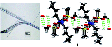 Graphical abstract: Growth modulation of bent micro crystals to single crystals in a one-dimensional coordination framework