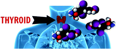Graphical abstract: Ionic liquids for the molecular enantiorecognition of free l-T3, l-T4 and d-T4