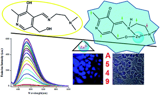 Graphical abstract: A new pyridoxal based fluorescence chemo-sensor for detection of Zn(ii) and its application in bio imaging