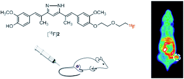 Graphical abstract: Synthesis and characterization of 18F-labeled hydrazinocurcumin derivatives for tumor imaging