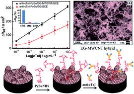 Graphical abstract: Electroactive graphene-multi-walled carbon nanotube hybrid supported impedimetric immunosensor for the detection of human cardiac troponin-I