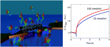 Graphical abstract: An electronic platform for real-time detection of bovine serum albumin by means of amine-functionalized zinc oxide microwires