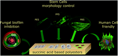 Graphical abstract: Biocompatible succinic acid-based polyesters for potential biomedical applications: fungal biofilm inhibition and mesenchymal stem cell growth