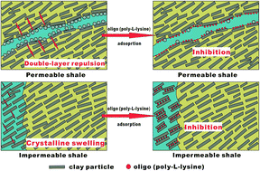 Graphical abstract: Biodegradable oligo (poly-l-lysine) as a high-performance hydration inhibitor for shale