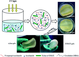 Graphical abstract: Comparative study on temperature/pH sensitive xylan-based hydrogels: their properties and drug controlled release