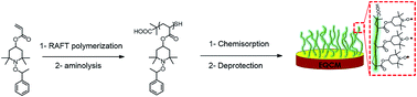 Graphical abstract: RAFT polymerization of an alkoxyamine bearing acrylate, towards a well-defined redox active polyacrylate
