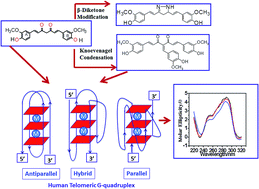 Graphical abstract: Targeting human telomeric G-quadruplex DNA with curcumin and its synthesized analogues under molecular crowding conditions