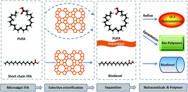 Graphical abstract: Selective esterification to produce microalgal biodiesel and enrich polyunsaturated fatty acid using zeolite as a catalyst